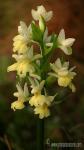 Orquídeas Silvestres: Introducción