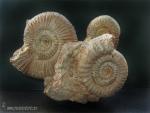Cefalópodos: Ammonites