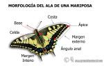 Charla-Coloquio: Las Mariposas