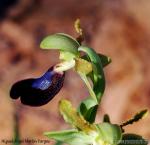 Ophrys atlantica Gualchos