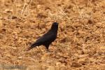 Corvus corone - Corneja negra