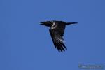 Corvus corax - Cuervo
