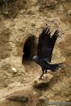 Corvus monedula - Grajilla
