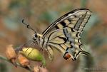 Papilio machaon 4