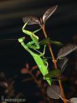 Sphodromantis-viridis 1 Mantis Granada Natural