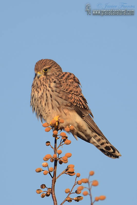 Falco tinnunculus - Cerncalo vulgar