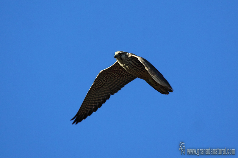Falco columbarius - Esmerej�n