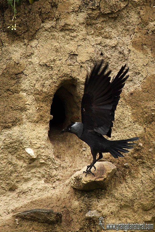 Corvus monedula - Grajilla