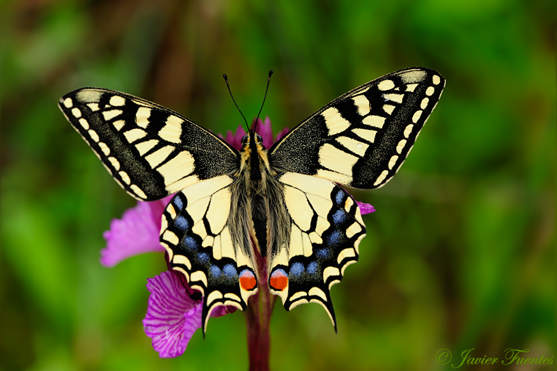 Papilio machaon 3