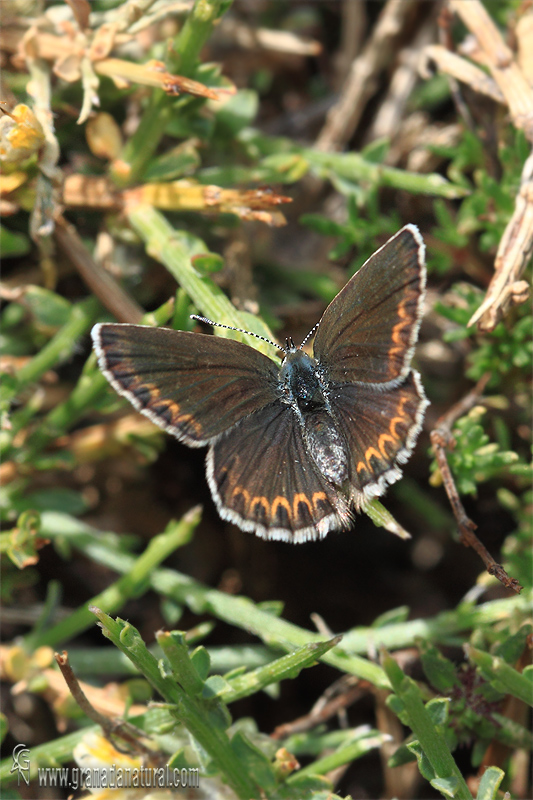 Plebejus idas 3