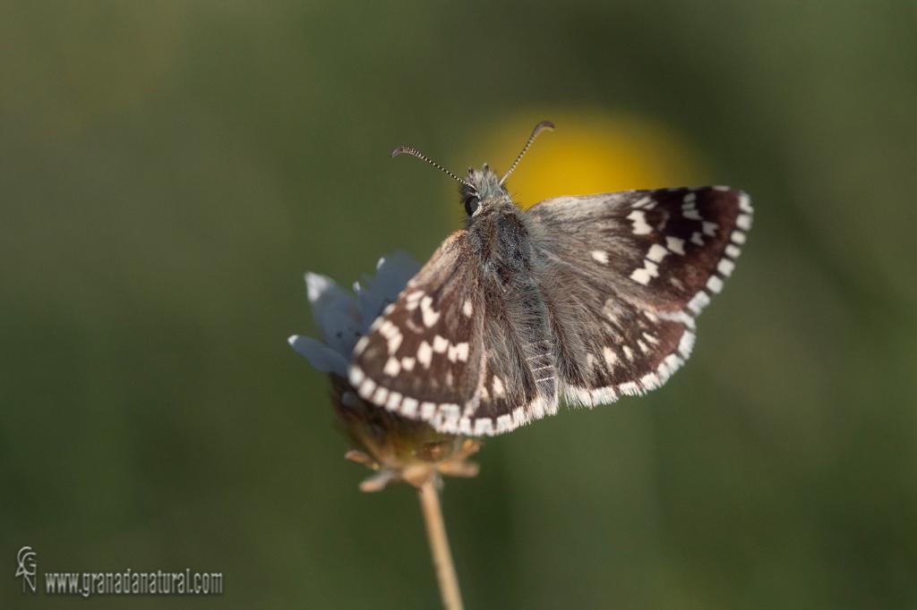Pyrgus carthami
