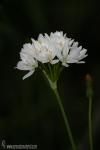 Allium neapolitanum 1 Flora Granada Natural