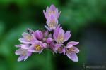 Allium roseum 1 Granada Natural