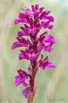 anacamptis x dafnii