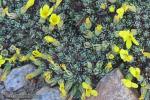 Androsace vitaliana (L.) Lapeyr. subsp. assoana (La&iacute;nz) Kress