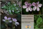 Erodium rupicola Boiss.