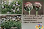 Artemisia granatensis