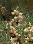 Astragalus clusianus 1