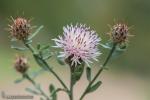 Centaurea boissieri DC.subsp.boissieri