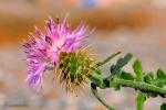 Centaurea sphaerocephala L.
