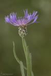 Centaurea graminifolia (Lam.) Mu&ntilde;oz Rodr. & Devesa
