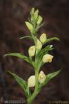 Cephalanthera damasonium 1 Orquideas Granada Natural