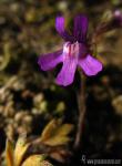 Chaenorhinum grandiflorum 1 Flora Granada Natural