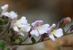 Chaenorrhinum villosum ssp villosum 1 Flora Granada Natural