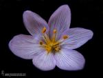 Colchicum triphyllum 1 Flora Granada Natural