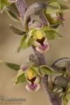 Epipactis kleinii 1 orquideas Granada Natural