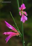 Gladiolus italicus 1