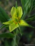 Helianthemum angustatum 1 Flora Granada Natural