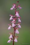 orchis x incantata
