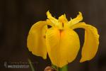 Iris pseudacorus 1 Granada Natural