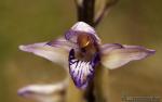 Limodorum abortivum 1 Orquídeas Granada Natural