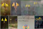 Linaria oblongifolia (Boiss.) Boiss. & Reut. subsp. haenseleri (Boiss. & Reut.) Vald&eacute;s