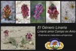 Linaria amoi Campo & Amo