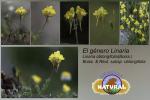 Linaria oblongifolia (Boiss.) Boiss. & Reut. subsp. oblongifolia