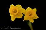 Narcissus cuatrecasasii 1 Flora Granada Natural