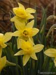 Narcissus nevadensis 1