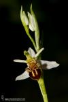 Ophrys apifera 1 Orquídeas Granada Natural