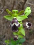 Labelo Ophrys dyris