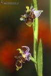 Ophrys scolopax 1 Flora Granada Natural