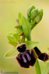 Ophrys sphegodes 1
