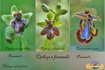 Ophrys x fernandii