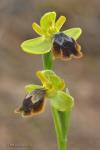 ophrys x leucadica