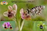 Ophrys x sommieri