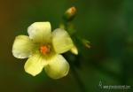 Oxalis pes-caprae 1 Flora Granada Natural