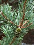 Pinus sylvestris 1 Flora Granada Natural