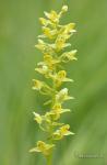 platanthera algeriensis
